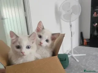 Ragdoll cats 2 Girls Ragdoll Bicolor. - Advert 1