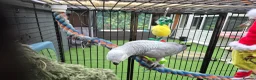 Parrots birds for sale: African grey bird cage For Sale - Advert 5