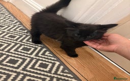 Mixed Breed cats for sale: Playful Kitten  - Image 6