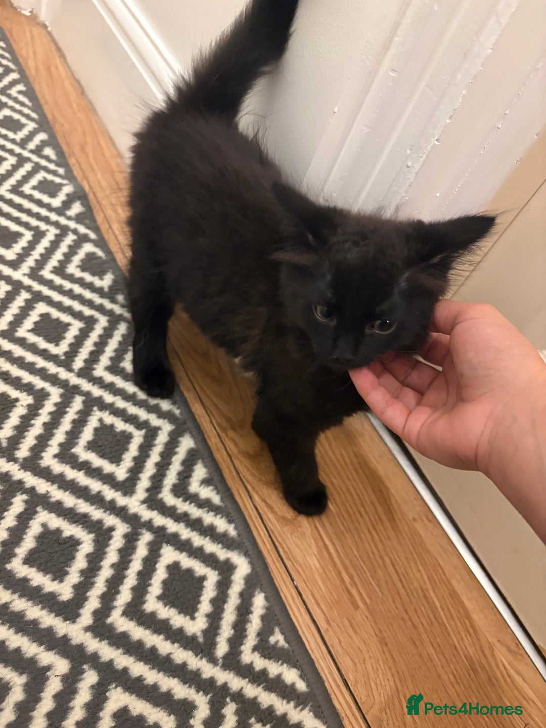 Mixed Breed cats for sale: Playful Kitten  - Image 6
