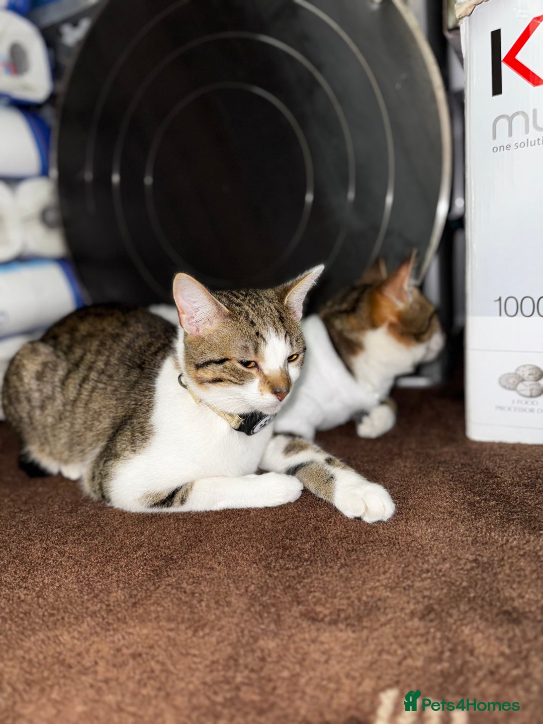 British Shorthair cats for sale: 3 MALE KITTENS FOR SALE  - Advert 7