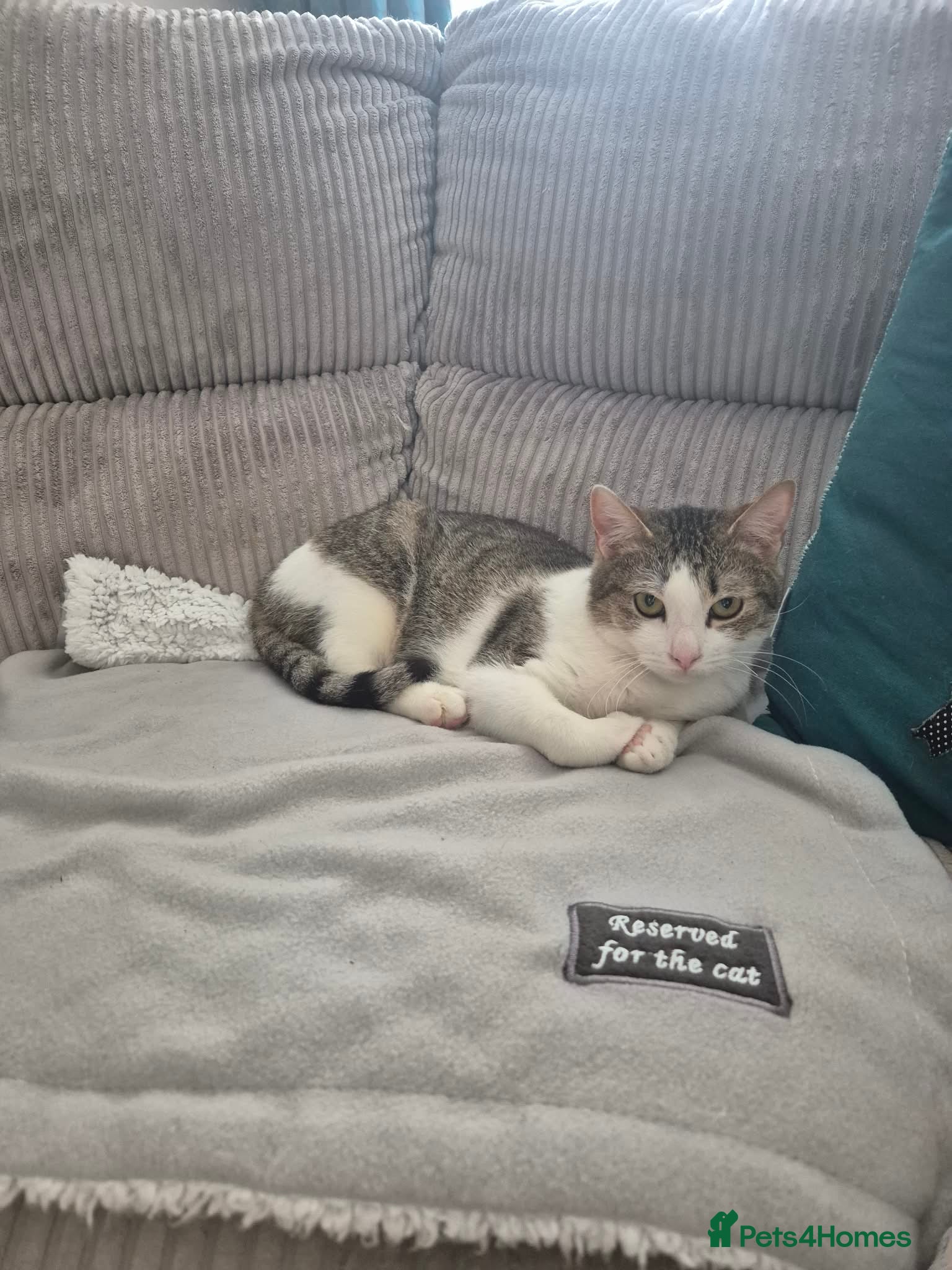 Mixed Breed cats for adoption: Galaxy for adoption in Waterlooville - Advert 4
