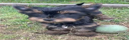 Yorkshire Terrier dogs for sale: Gorgeous Yorkshire Terrier Biewer Puppies - Advert 13