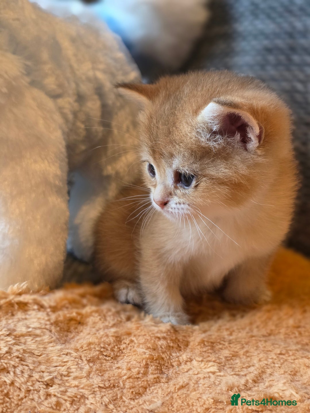 British Shorthair cats for sale: British shorthair Tica😻😽🐈😺😍🌹🌸🌼 - Advert 18