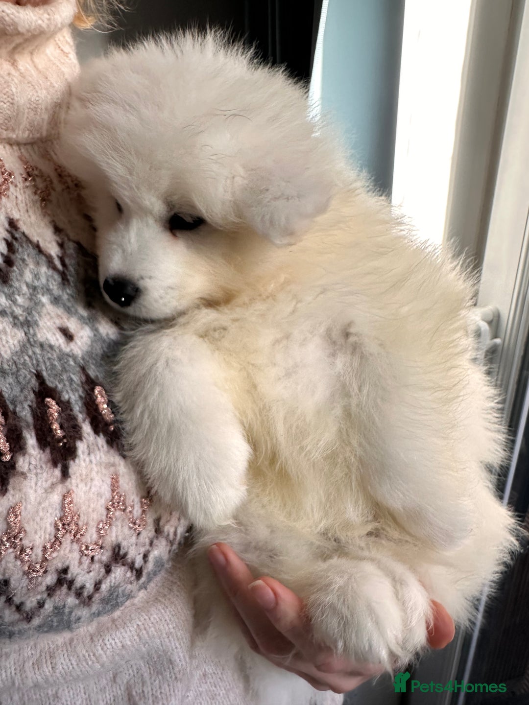Samoyed dogs for sale: Samoyed Puppies — Ready for Their New Homes Now! - Advert 6