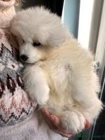 Samoyed dogs Samoyed Puppies — Ready to Reserve Now! - Advert 1