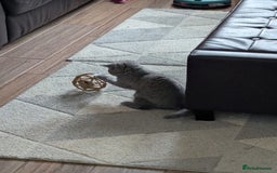 British Shorthair cats for sale: British Shorthair  - Image 3
