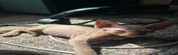 Sphynx cats for sale: 5 Canadian Sphynx kittens for sale - Advert 22