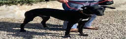 Lurcher dogs for adoption: Adorable young Jerry wants a loving forever home - Advert 2