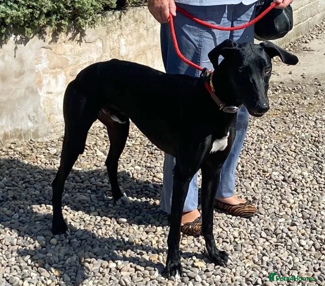 Lurcher dogs for adoption: Adorable young Jerry wants a loving forever home - Advert 2