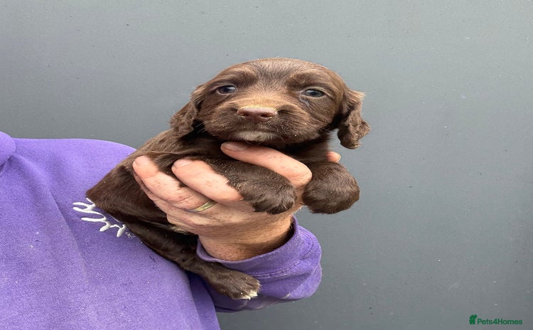 Cocker Spaniel dogs - Advert 16
