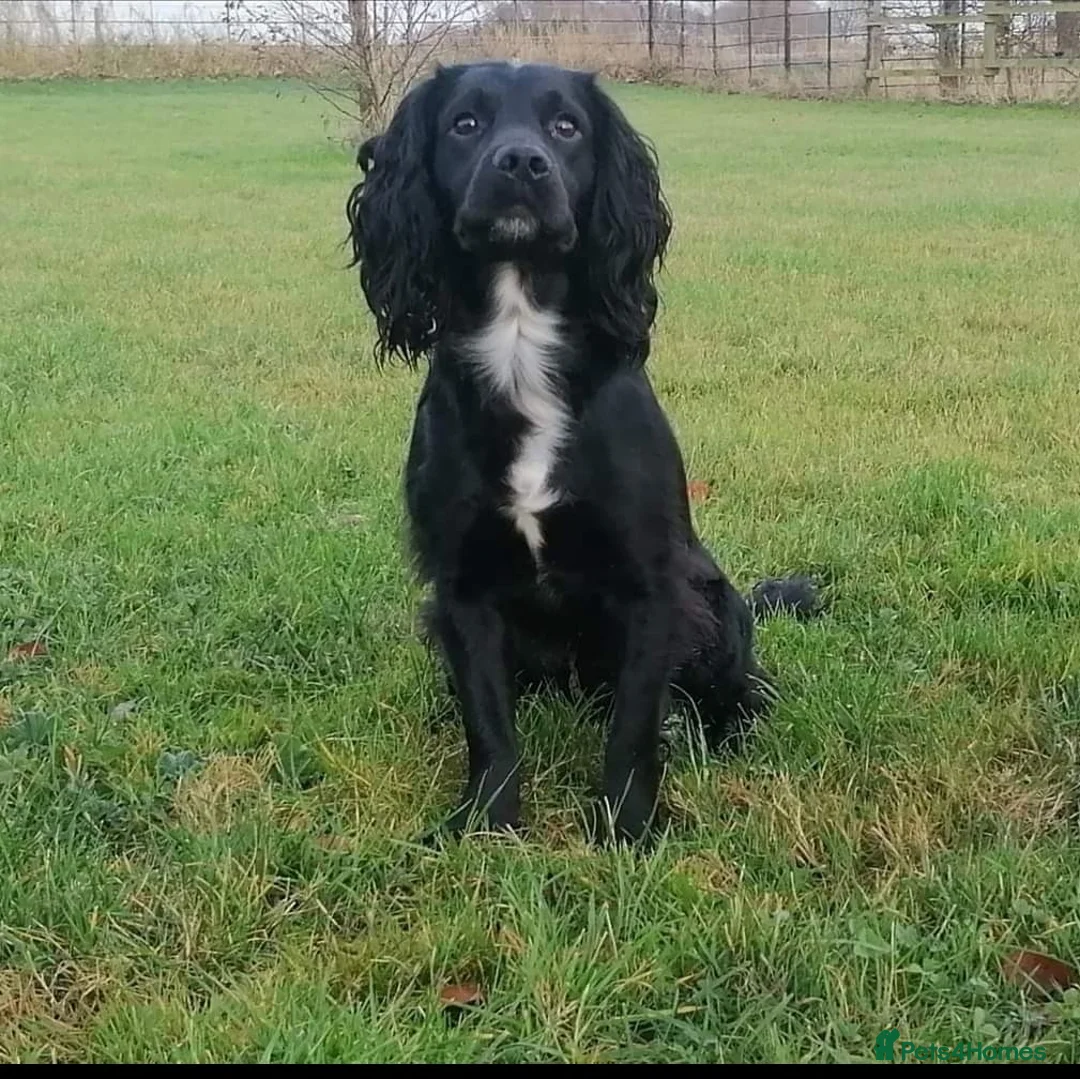 Cocker Spaniel dogs for stud: At stud  - Advert 6