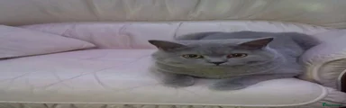 British Shorthair 1