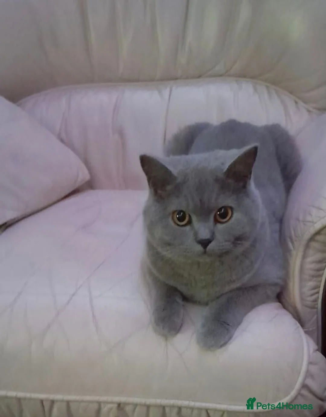British Shorthair cats for sale: Beautiful Lilac Female British Shorthair 💜🐾 - Advert 2