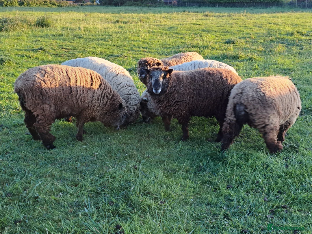 Sheep livestock for sale: Coloured Ryeland Sheep - Advert 6