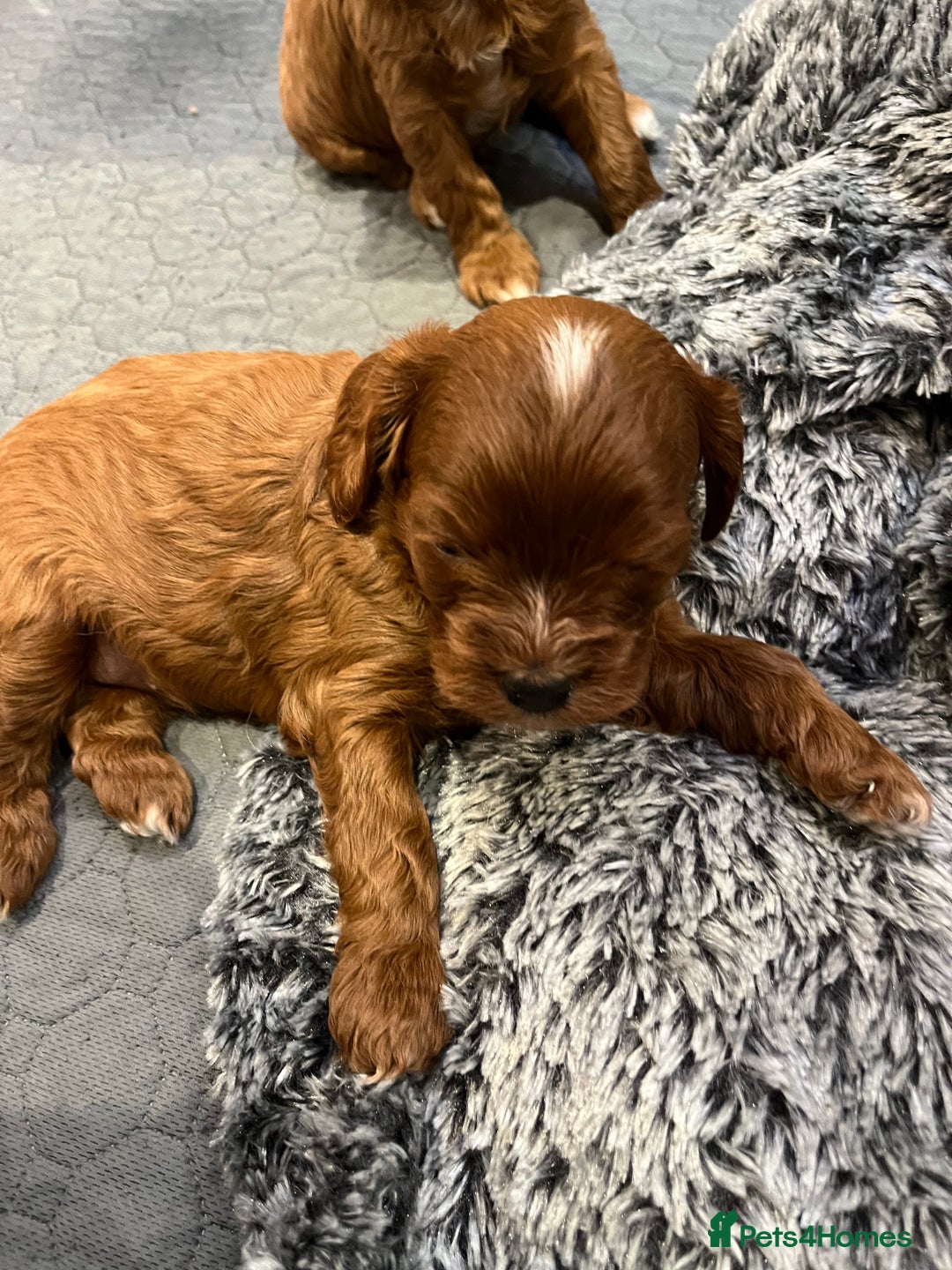 Cavapoo dogs for sale: Merlesque ⭐️⭐️⭐️⭐️⭐️F1 Cavapoos 200 DNA - Image 34