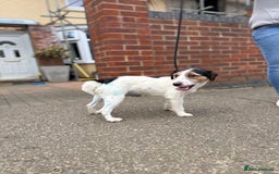 Jack Russell dogs for sale: Jack Russell terrier puppies  - Image 7