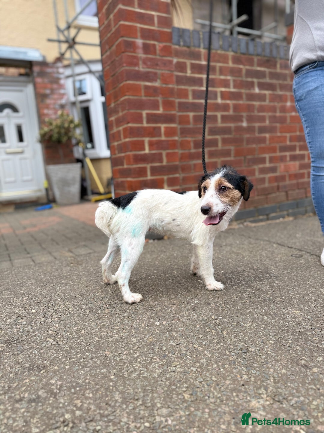 Jack Russell dogs for sale: Jack Russell terrier puppies  - Image 7