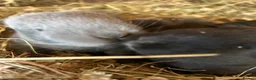Flemish rabbits for sale: We have the Worlds Biggest Bunnies  - Advert 5