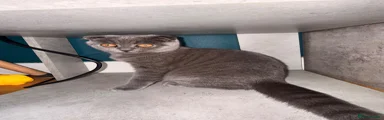 Scottish Fold 2