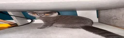 Scottish Fold cats for sale: Stunning Scottish fold kittens   - Advert 2
