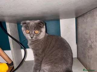 Scottish Fold cats ***REDUCED*** SCOTTISH FOLD KITTENS - Advert 2