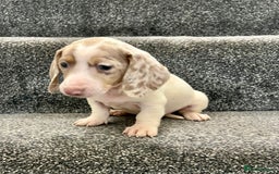 Miniature Dachshund dogs for sale: Miniature dachshund pups - Image 9