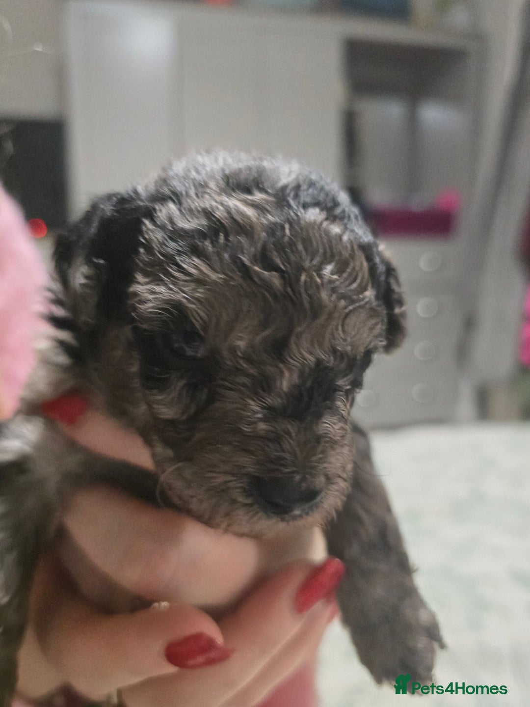 Miniature Poodle dogs for sale: Miniture poodles for sale 2 girls 2 boys - Advert 10