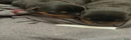 Rottweiler dogs for sale: Rottweiler pups - Advert 3