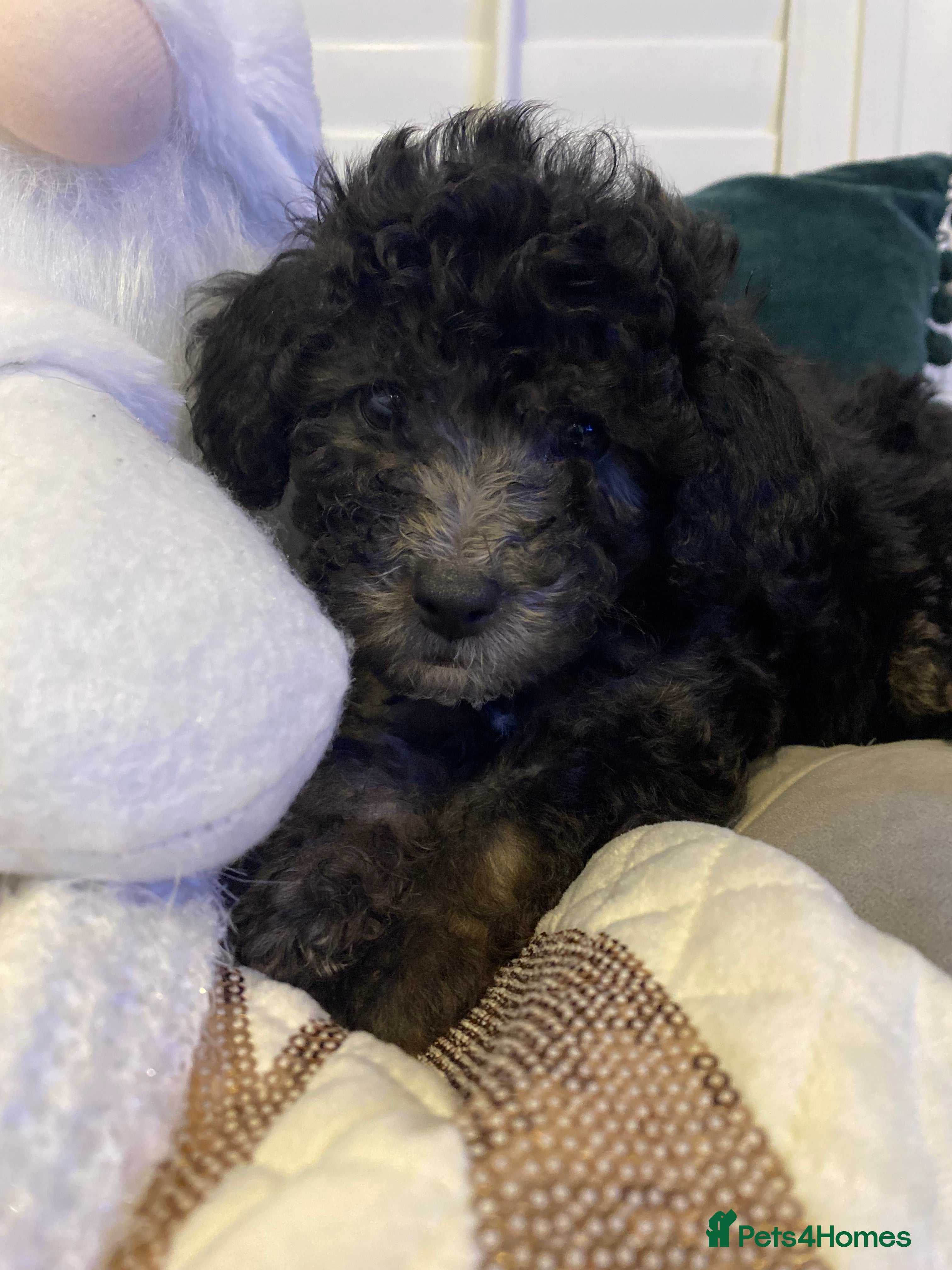 Poochon dogs Beautiful Poochon’s 1 pup available 💙 - Advert 15