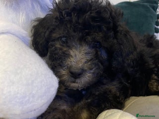 Poochon dogs Beautiful Poochon’s 1 pup available 💙 - Advert 15