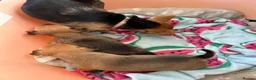 Chihuahua dogs for sale: Beautiful chihuahua puppies  - Advert 4