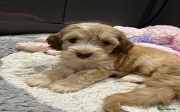 Cockapoo dogs for sale: 💗Beautiful F1 Cockapoo puppies  - Image 10