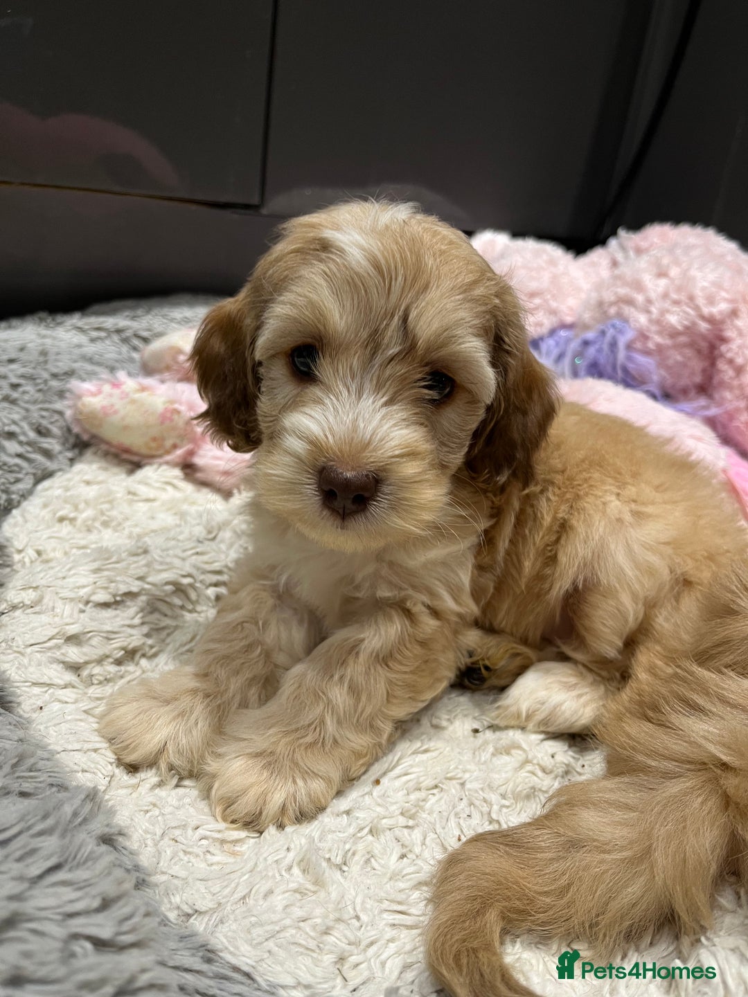 Cockapoo dogs for sale: 💗Beautiful F1 Cockapoo puppies  - Image 10