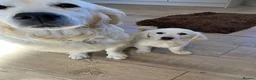 Golden Retriever dogs for sale: Kc beautiful girl  - Advert 20