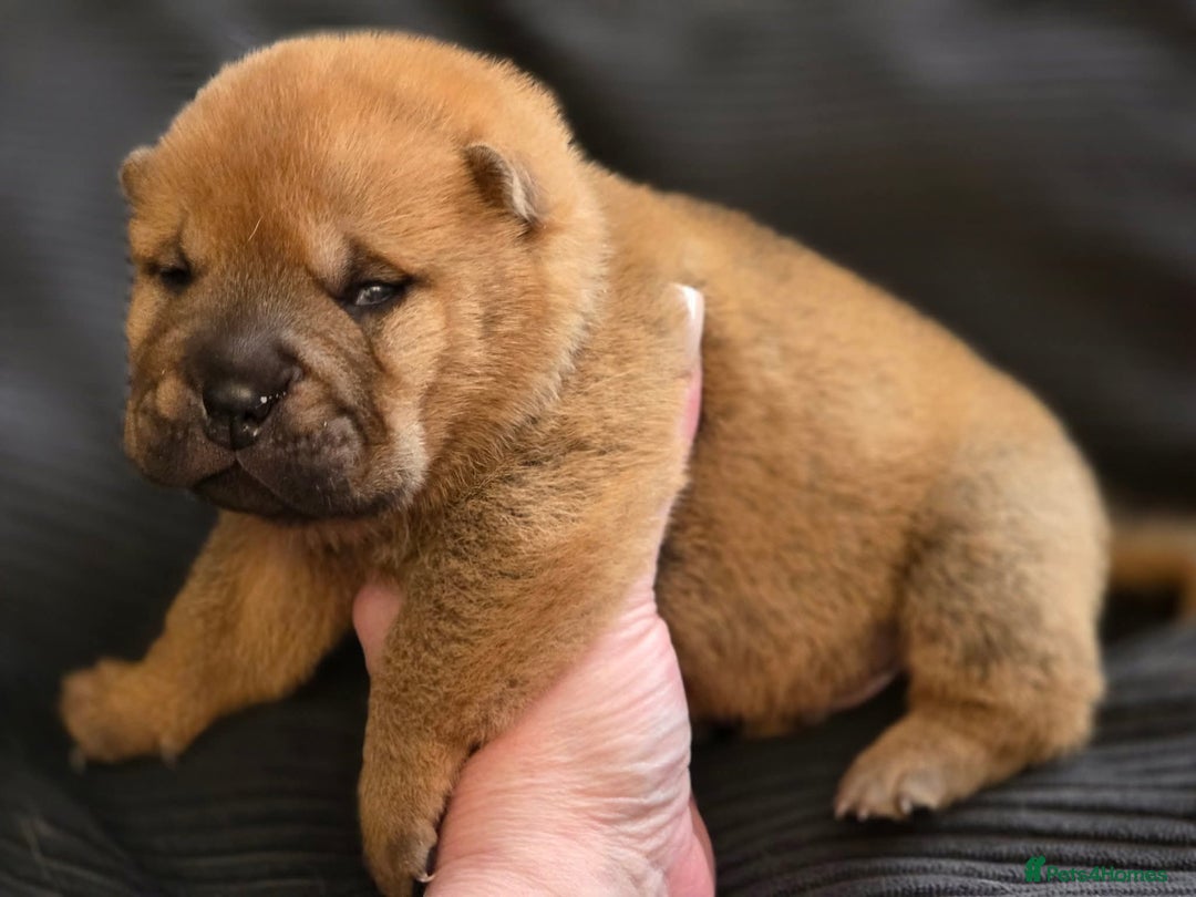 Mixed Breed dogs for sale: Chow Pei puppies - Advert 34