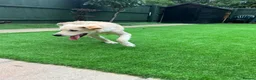 Golden Retriever dogs for sale: KC REGISTER GOLDEN RETRIEVERS PUPPIES - Advert 3