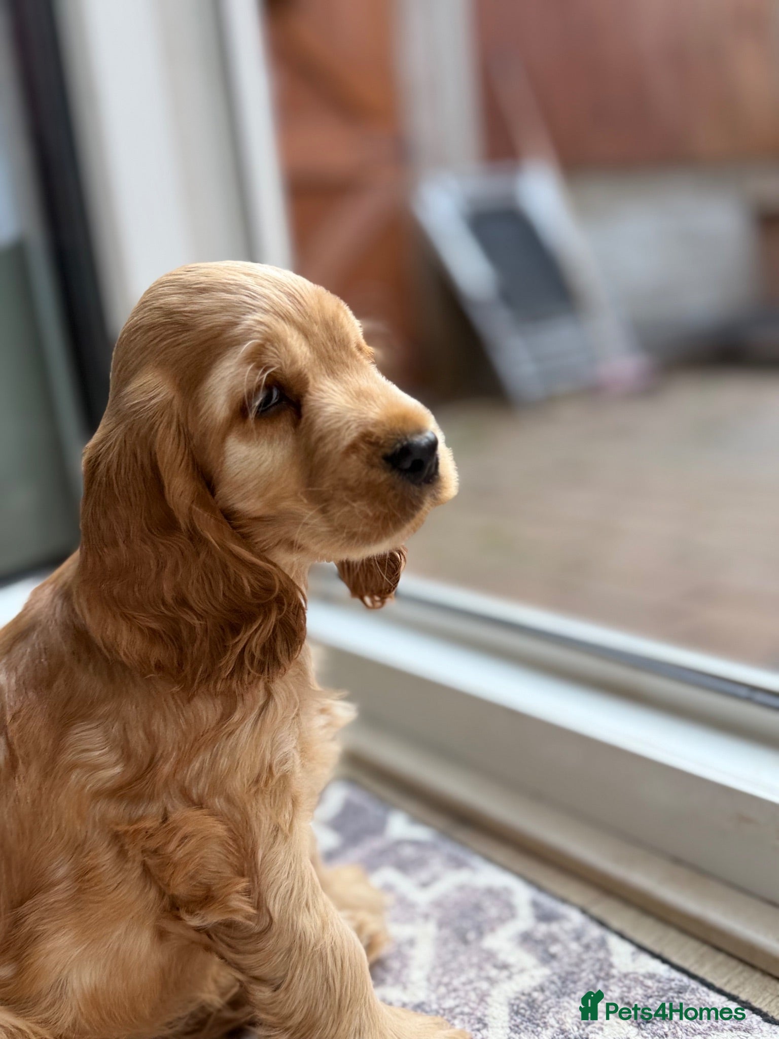 Cocker Spaniel dogs Show cocker spaniel  - Advert 2