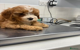 Cavapoo dogs for sale: Health tested TOY CAVAPOOS KC Parents - Image 27