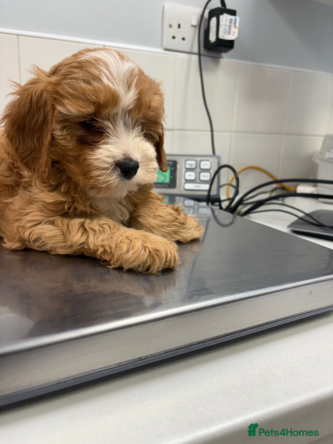 Cavapoo dogs for sale: Health tested TOY CAVAPOOS KC Parents - Image 27