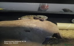 Leopard Gecko reptiles for sale: Leopard gecko  - Advert 5
