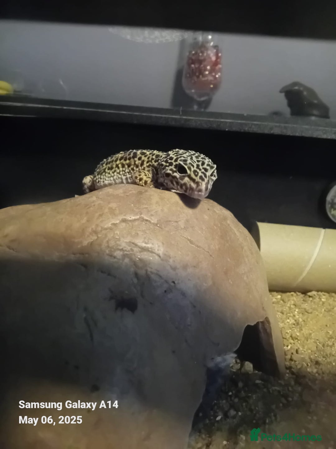 Leopard Gecko reptiles for sale: Leopard gecko  - Advert 5