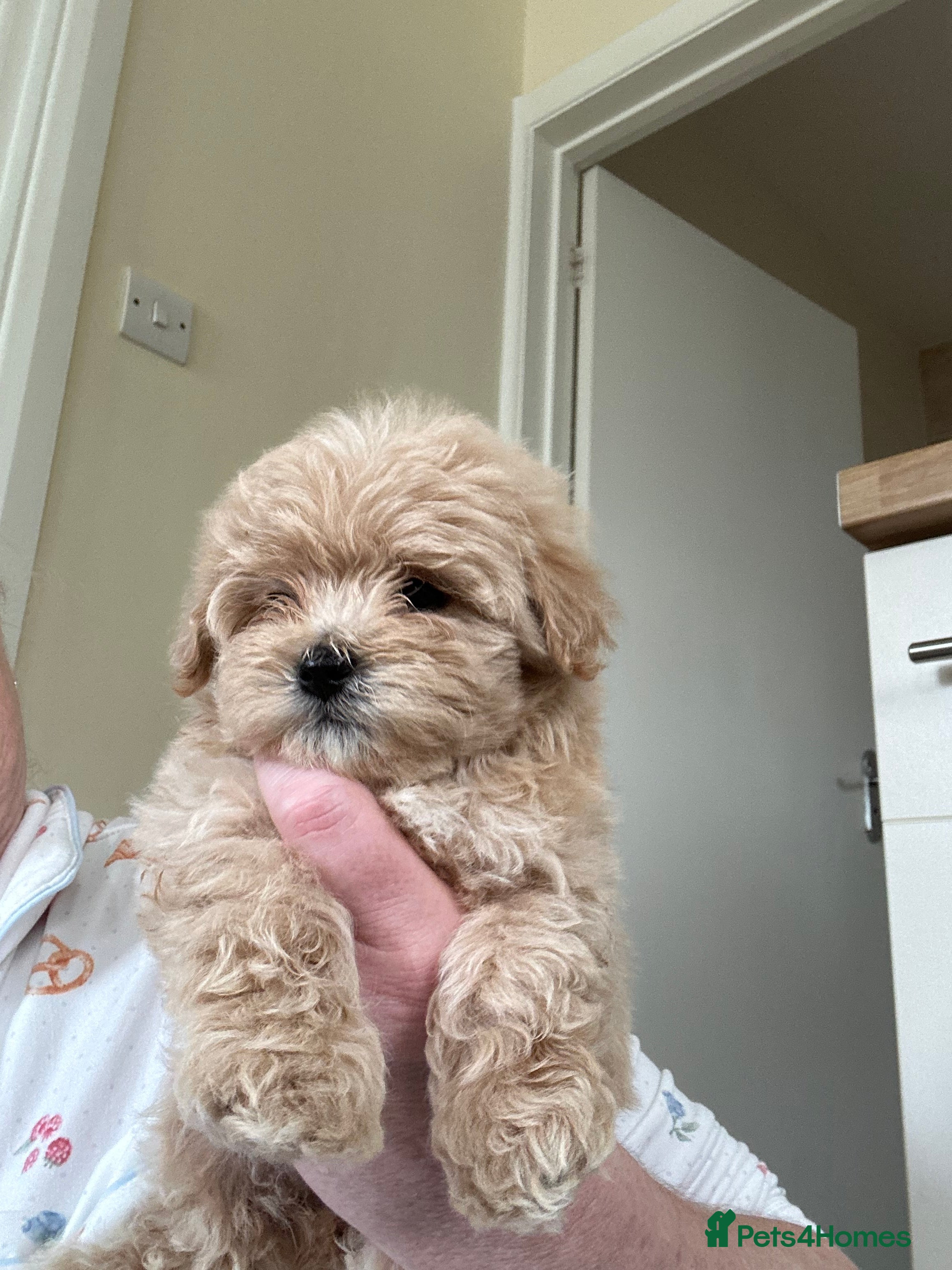 Maltipoo dogs 1 Beautiful Maltipoo boy available  - Advert 9