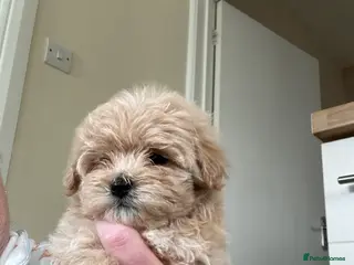 Maltipoo dogs 1 Beautiful Maltipoo boy available - Advert 9