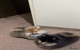 Pomeranian dogs for sale: Two Male Pom Puppy’s For Sale price negotiable  in London - Image 4
