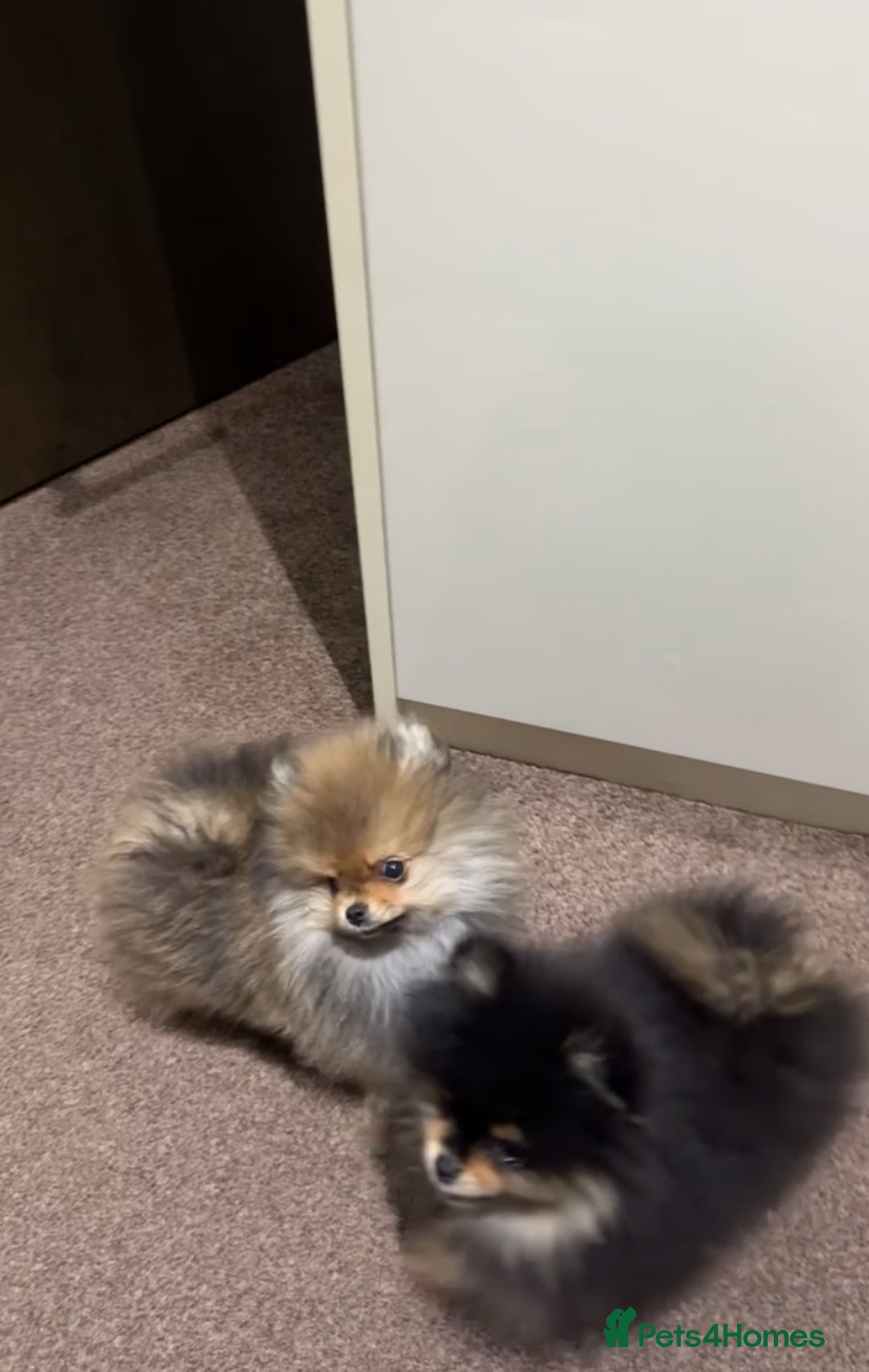 Pomeranian dogs for sale: Two Male Pom Puppy’s For Sale price negotiable  in London - Image 4