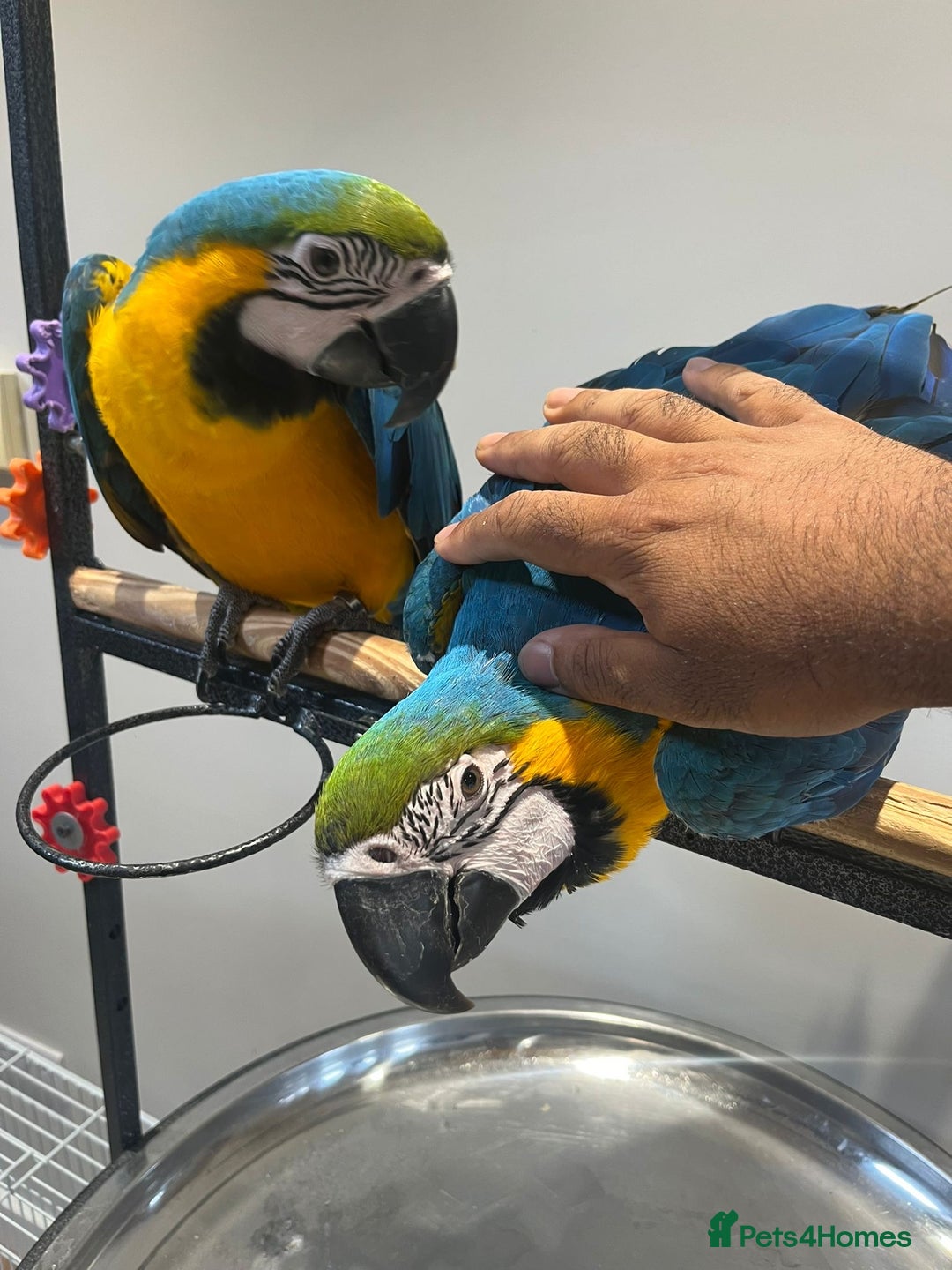 Macaws birds for sale: Ready Baby HandReared Super Tame Blue & Gold Macaw - Image 4