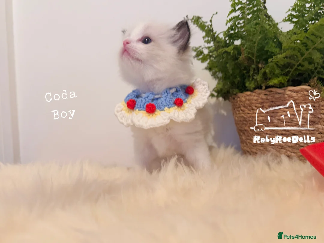 Ragdoll cats for sale: 🌟Waiting List Open🏆GCCF/TICA DNA Tested Ragdoll  - Advert 16