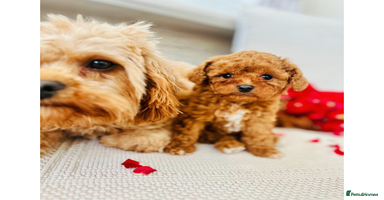 Cavapoo dogs - Advert 5