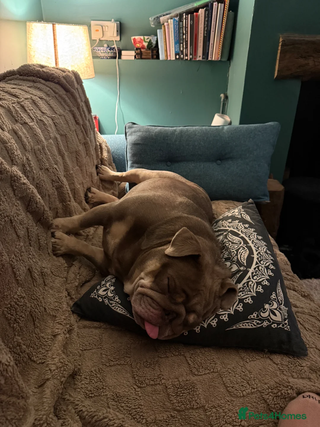 English Bulldog dogs for sale: English bulldog girl 2.5yrs old  - Advert 13